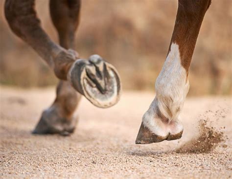 Magoccjshion barefoot horses